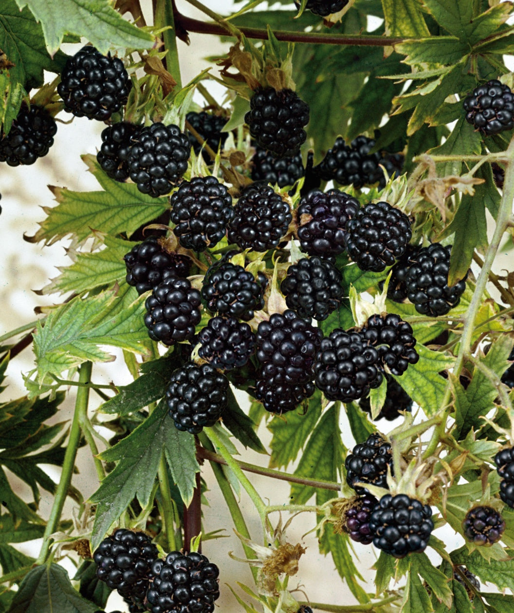 black raspberry bush