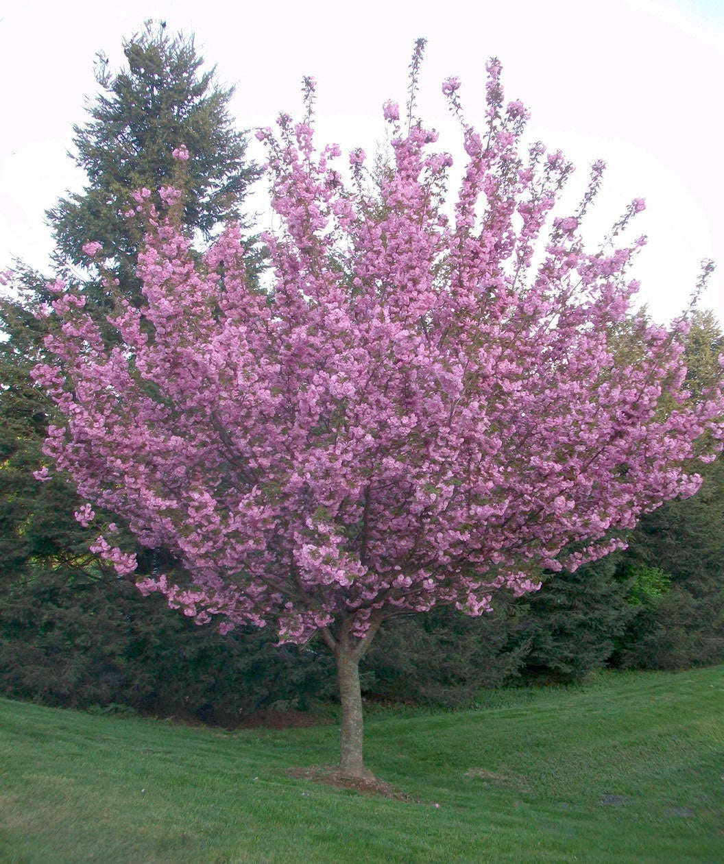 Cherry blossom купить. Вишня мелкопильчатая Роял бургунди. Вишня мелкопильчатая (Сакура) (Prunus serrulata). Вишня мелкопильчатая (Сакура) Ройял бургунди. Сакура мелкопильчатая Роял бургунди.