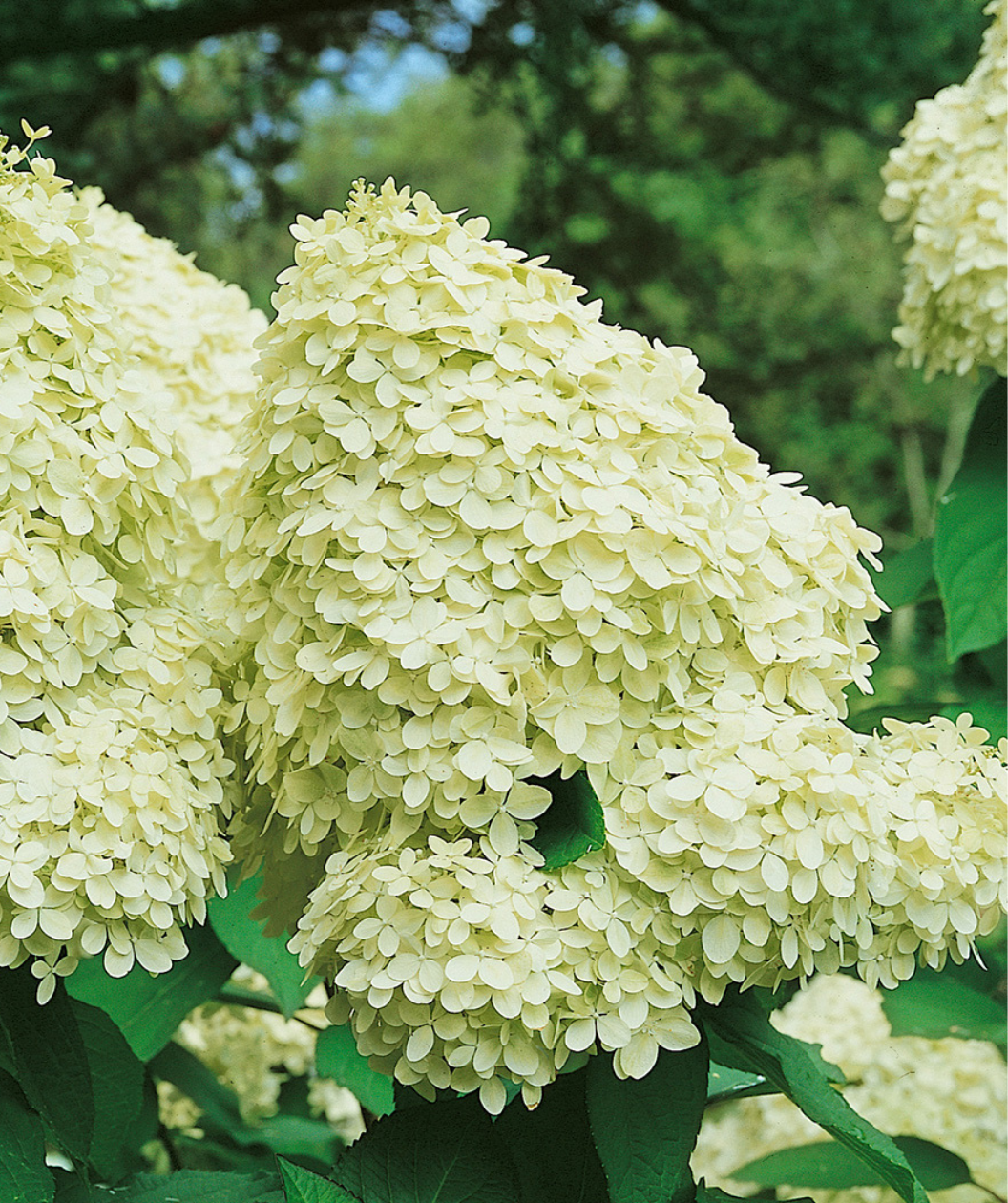Image of Close-up of limelight hydrangea standard flowers