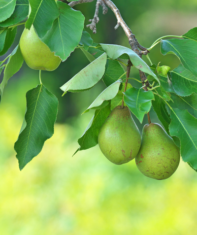 Dwarf Red Bartlett Pear Tree - Bright red, sweeter, juicier, and impro –  Online Orchards