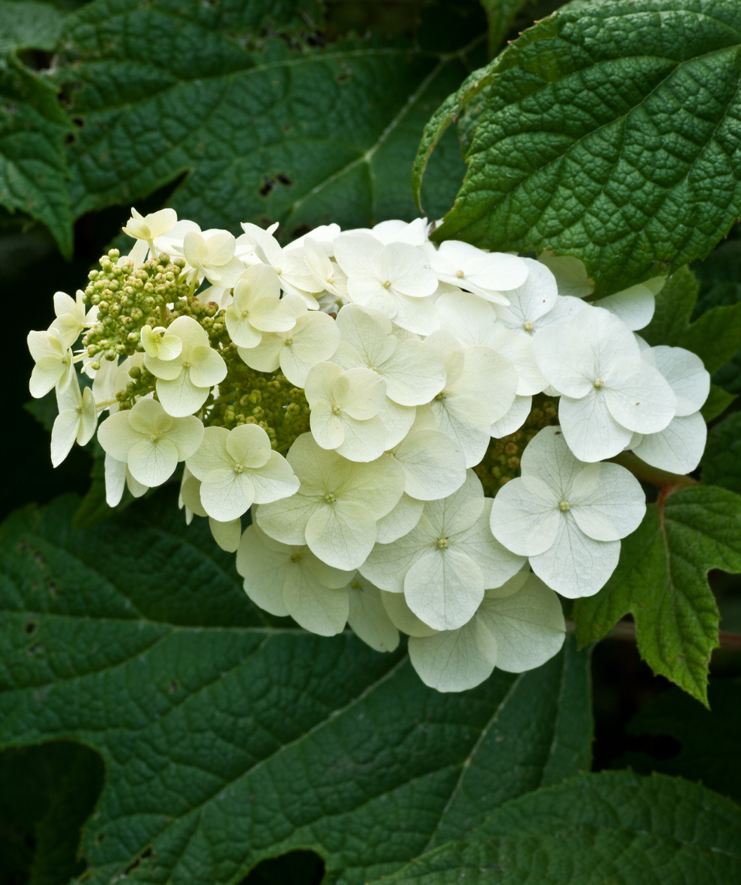 Image of Munchkin Oakleaf Hydrangea close-up