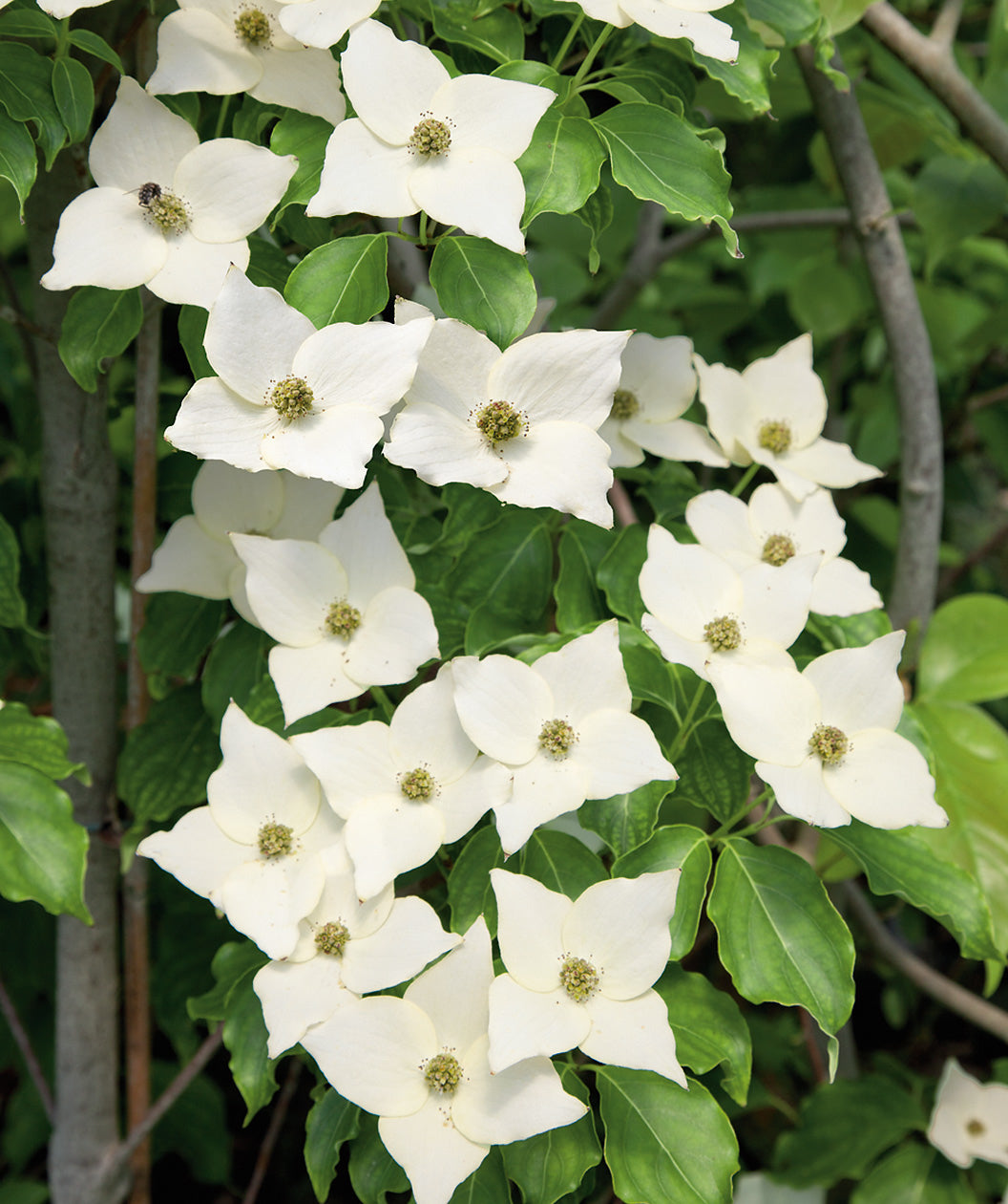 can you overwater a dogwood tree