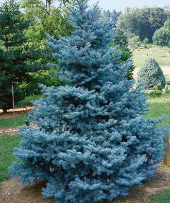 DWARF GLOBE BLUE SPRUCE - Foothills Nurseries