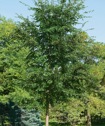 Allee® Lacebark Elm