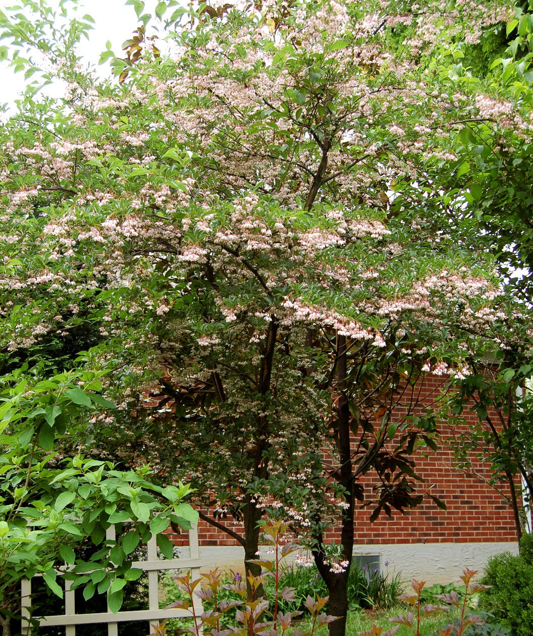 japanese snowbell tree care