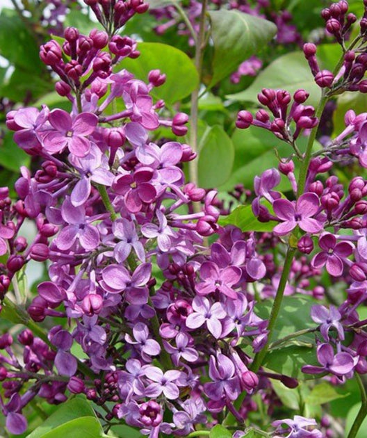 Pocahontas Lilac | Bower & Branch