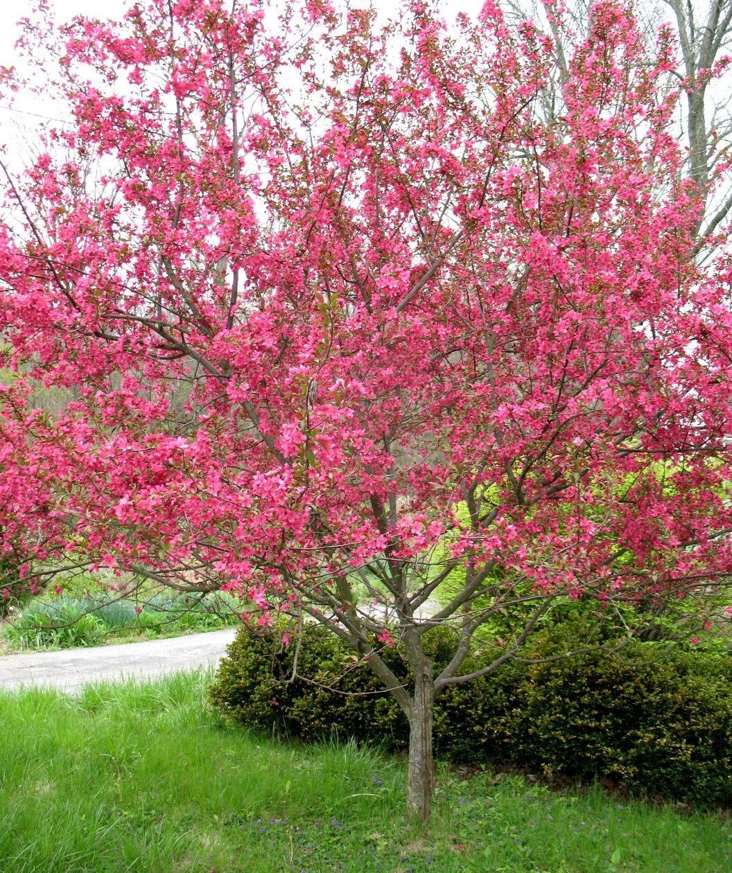 when to prune crabapple trees in wisconsin