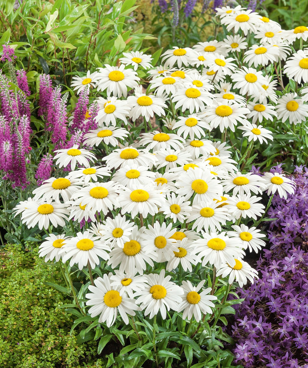 snowcap daisy