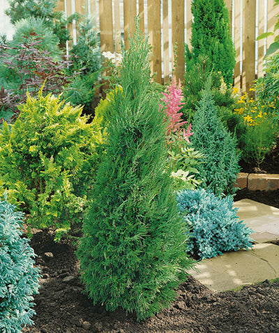 Spartan Chinese Juniper growing in a landscape, pyramidal with deep green evergreen foliage
