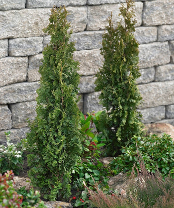 Junior Giant Thuja Trees for Sale