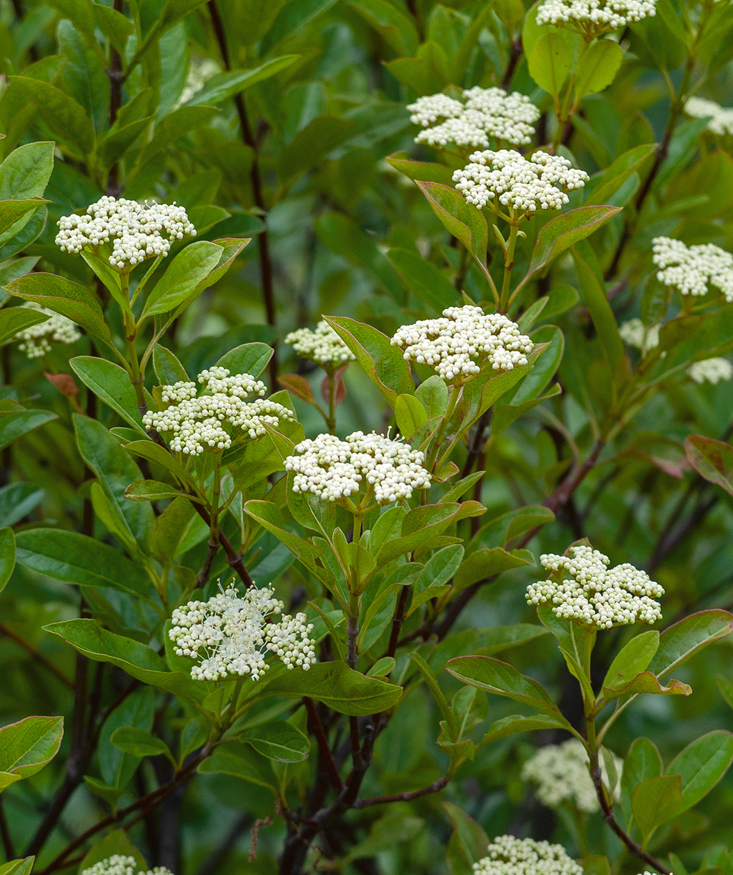 brandywine viburnum hedge