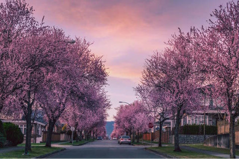Cherry Blossom on Vancouver Street