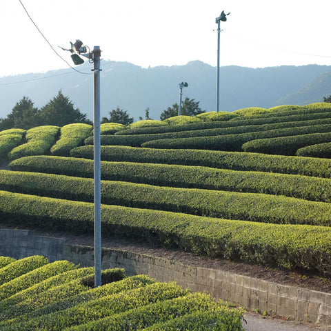 Fans circulate air around tea