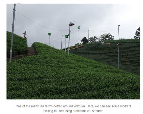 Wazuka Tea Farm