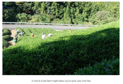 Tea Picking on a Tea Farm Visit