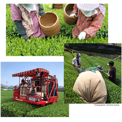 Tea Picking Methods