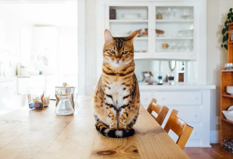 Cat standing on the table