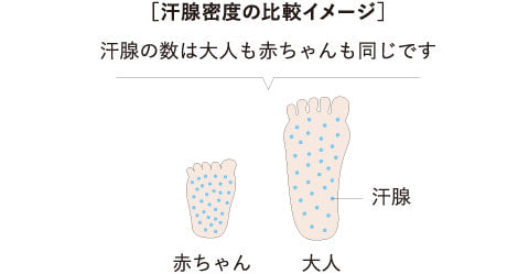 汗腺密度の比較イメージ