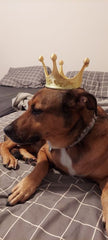 Duffa King Dog