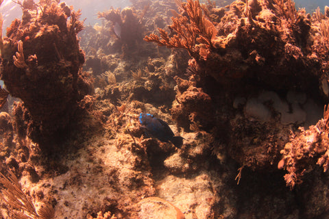 Spot de plongée aux Bahamas