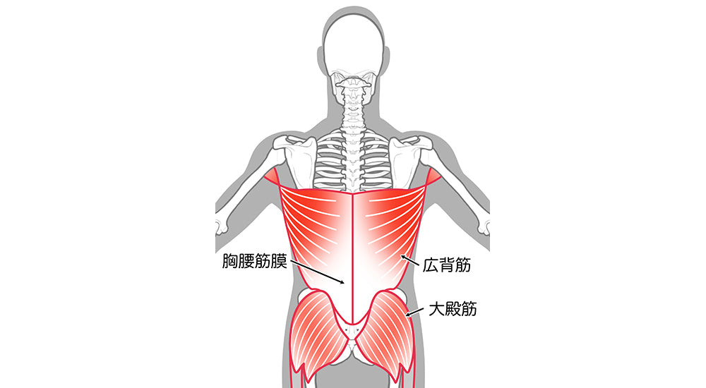 ＊図２：腰部周囲の筋肉