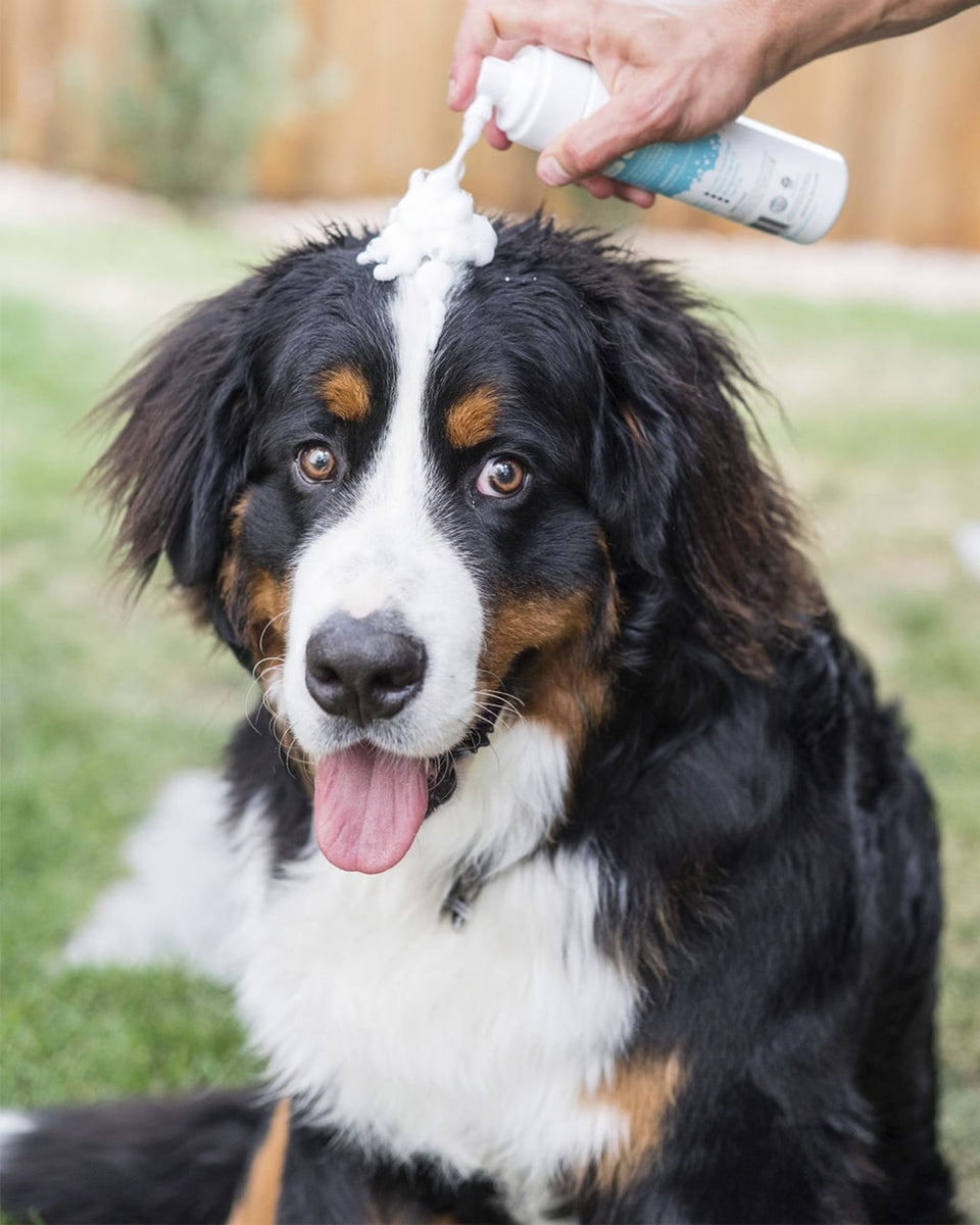 Waterless, No-Rinse Dry Shampoo