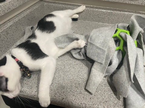 Black and white cat grabs a holee roller filled with fleece strips going into one hole and out another