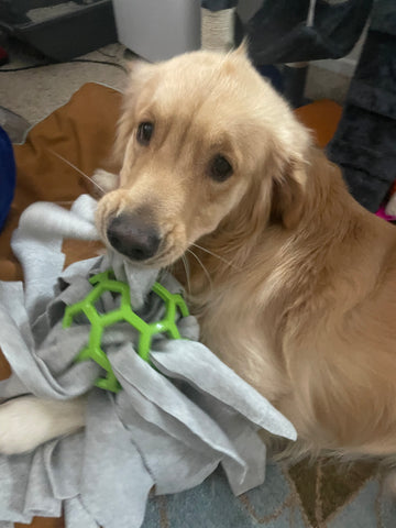 A golden retriever holds a green holee roller ball stuffed with fleece strips while looking at the camera