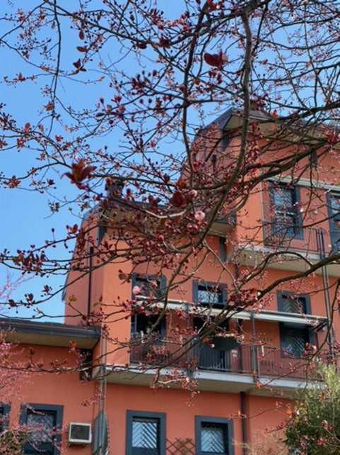 ミラノの桜