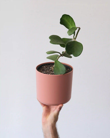 Rare Hoya Plant Price, Explanation and Why It is a Rare Plant