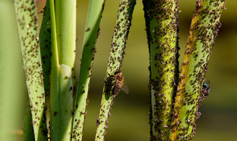 Houseplant Aphids and How to Get Rid of Them