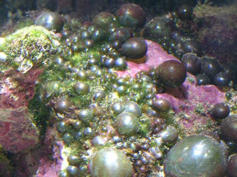 Bubble algae reef tank