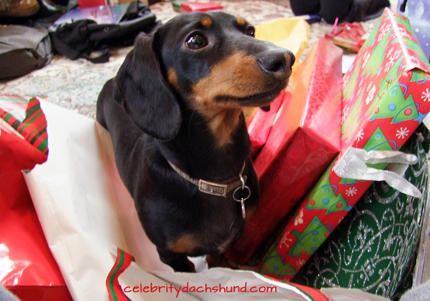 Dachshund Puppy With Gift Wrapped Present by Brand New Images