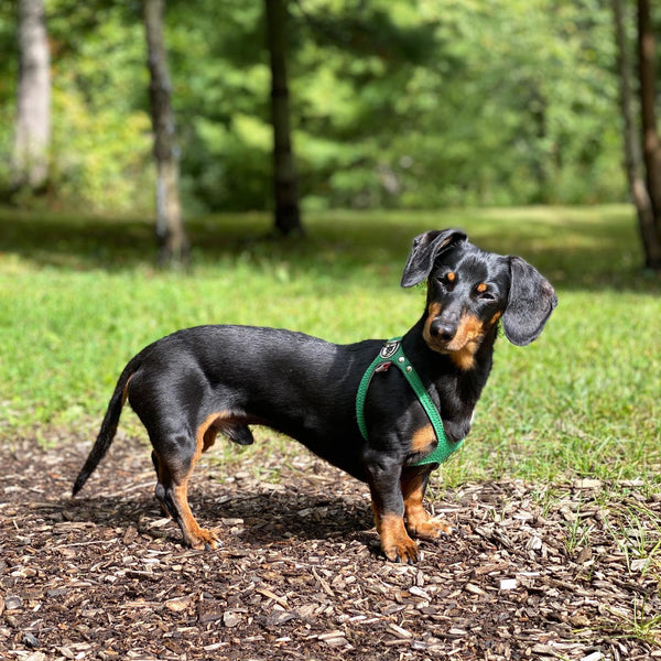 dachshund happy healthy