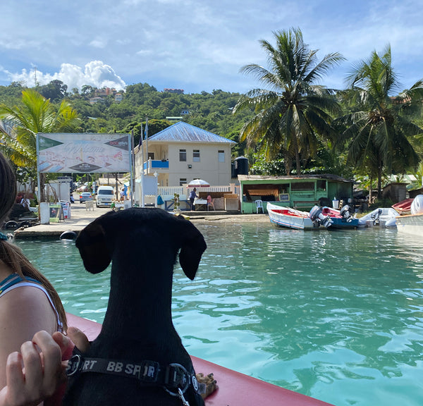 Crusoe dachshund goes to St. Lucia