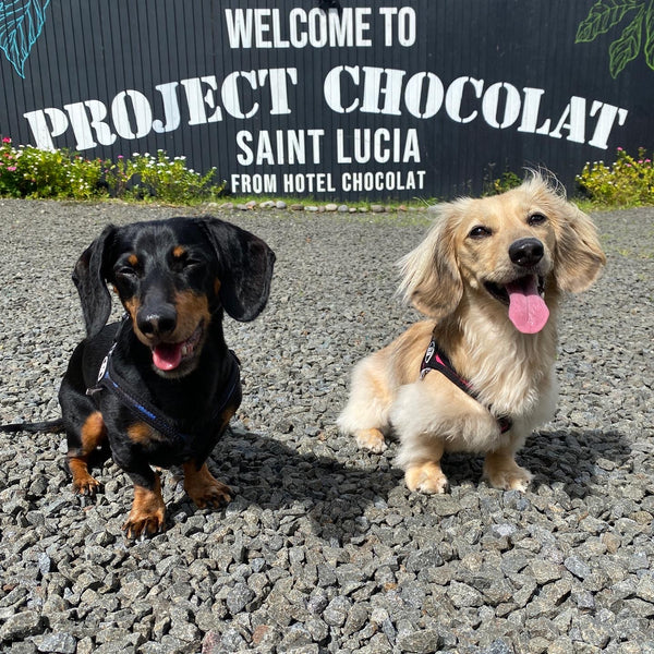 Crusoe dachshund at St. Lucia's Hotel Chocolat