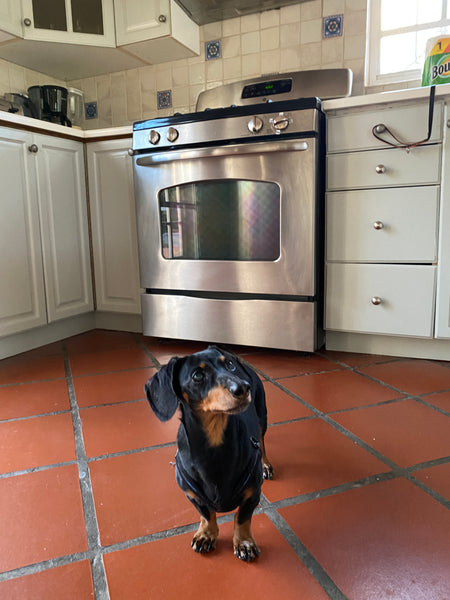 Crusoe dachshund waiting around the kitchen
