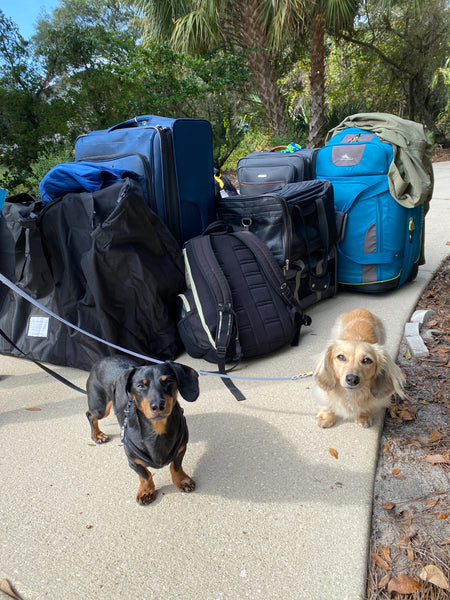 Cute dogs ready for travel