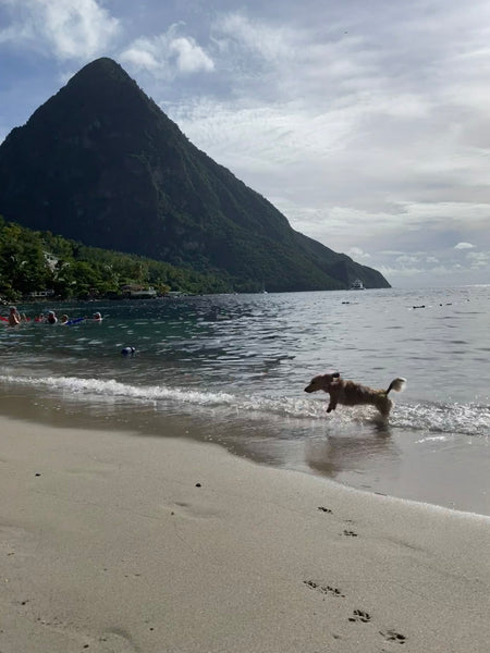 Daphne dachshund playing beach St. Lucia