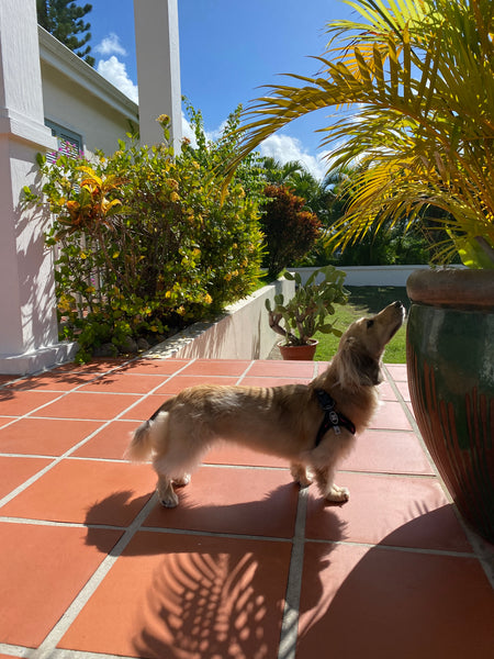 Daphne dachshund in St. Lucia 