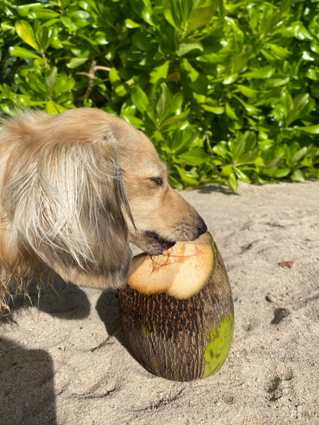 Daphne dachshund coconut