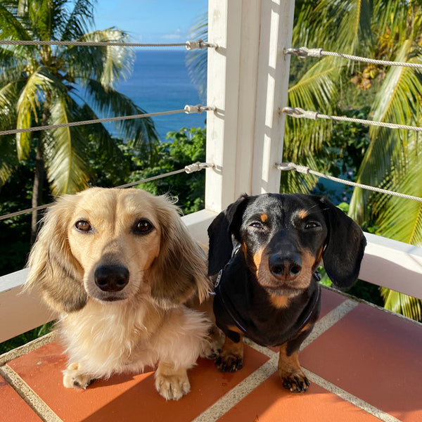dogs travel to St. Lucia