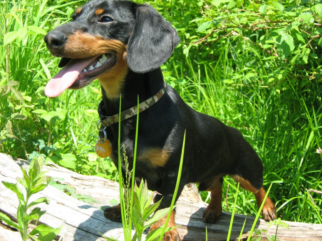 Crusoe Dachshund