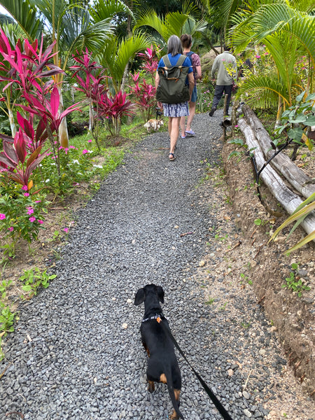 Crusoe walking through cacao plantation Hotel Chocolat