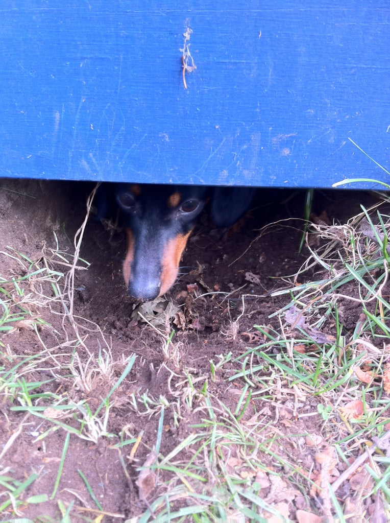dachshund digging under deck cute