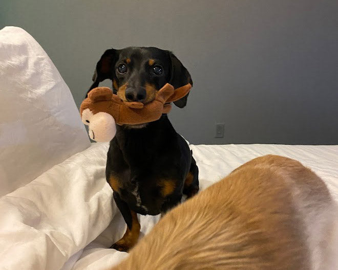 Crusoe cute puppy dachshund with toy