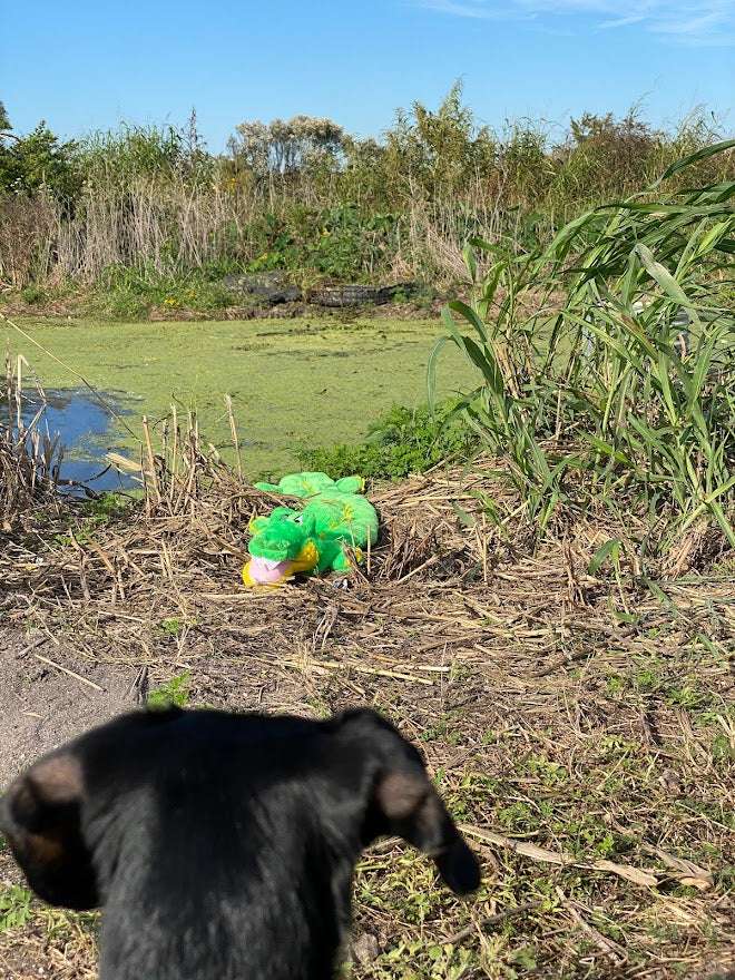 Dachshund vs gator