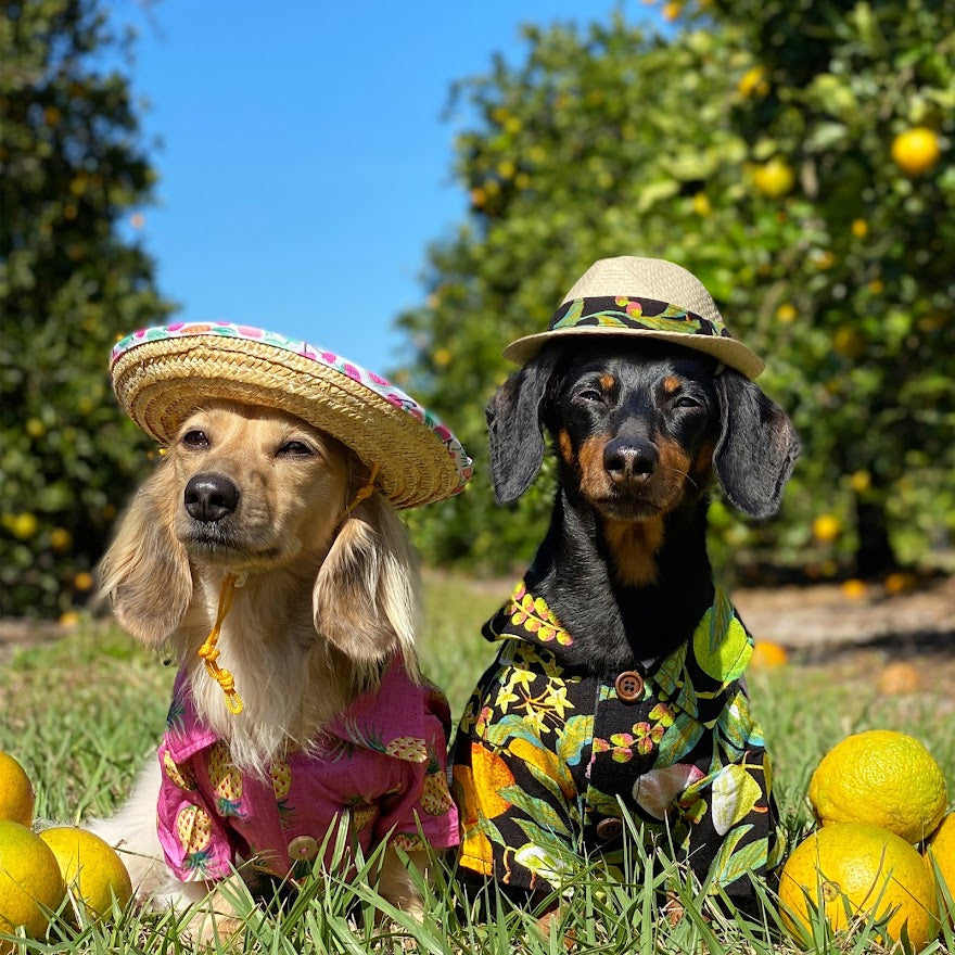 dachshunds go orange picking