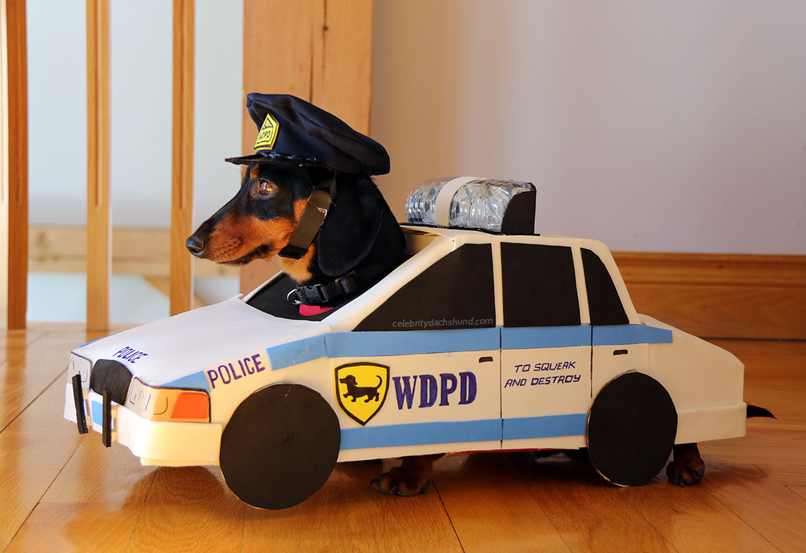 Wiener Dog Police Department