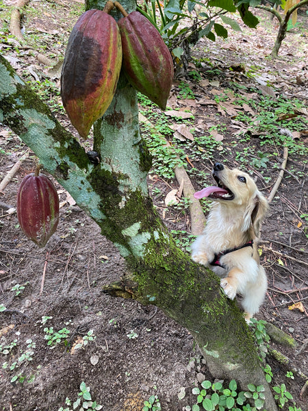 cacao pods daphne